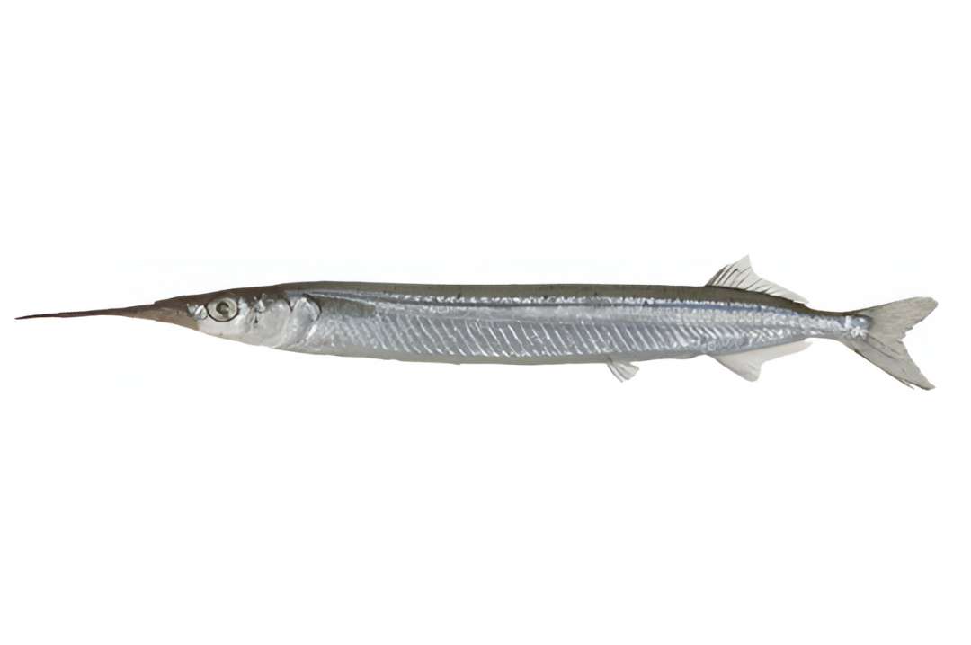 Eastern Gar