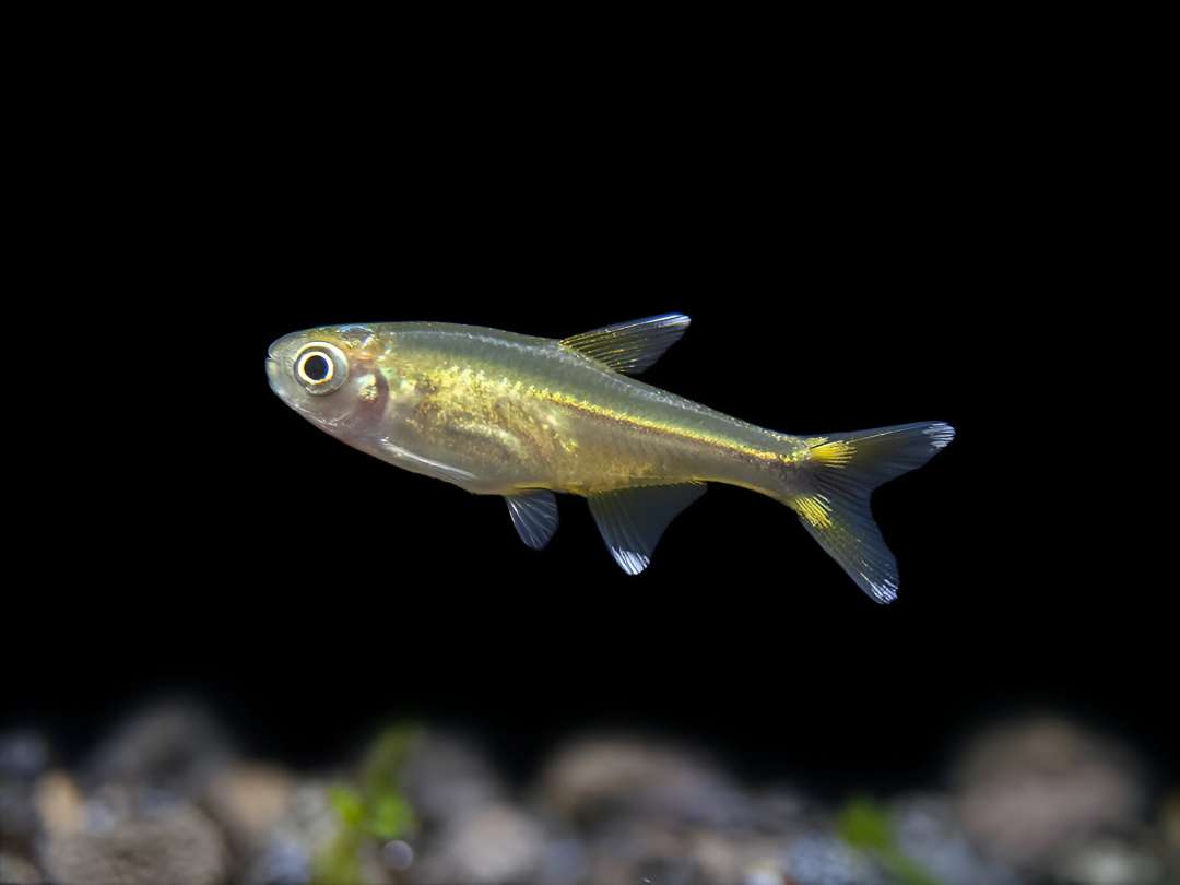 Silver tip tetra