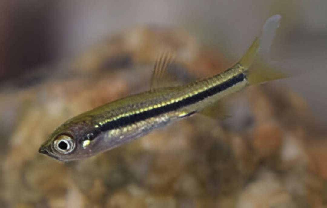 Slender Rasbora