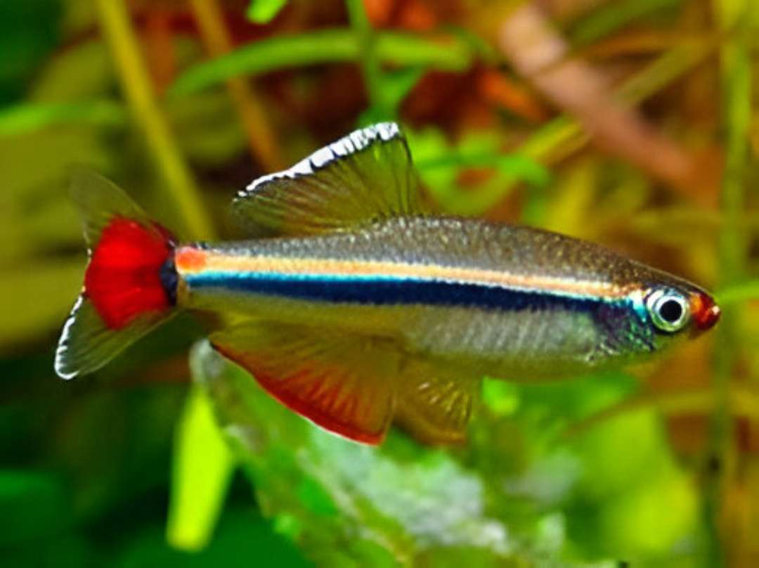 Vietnam Cardinal Minnow