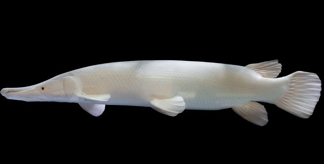 Albino Alligator Gar