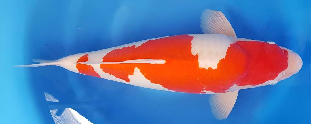 Kohaku Koi Fish