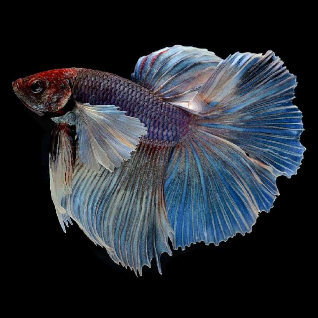 Double Tail Betta