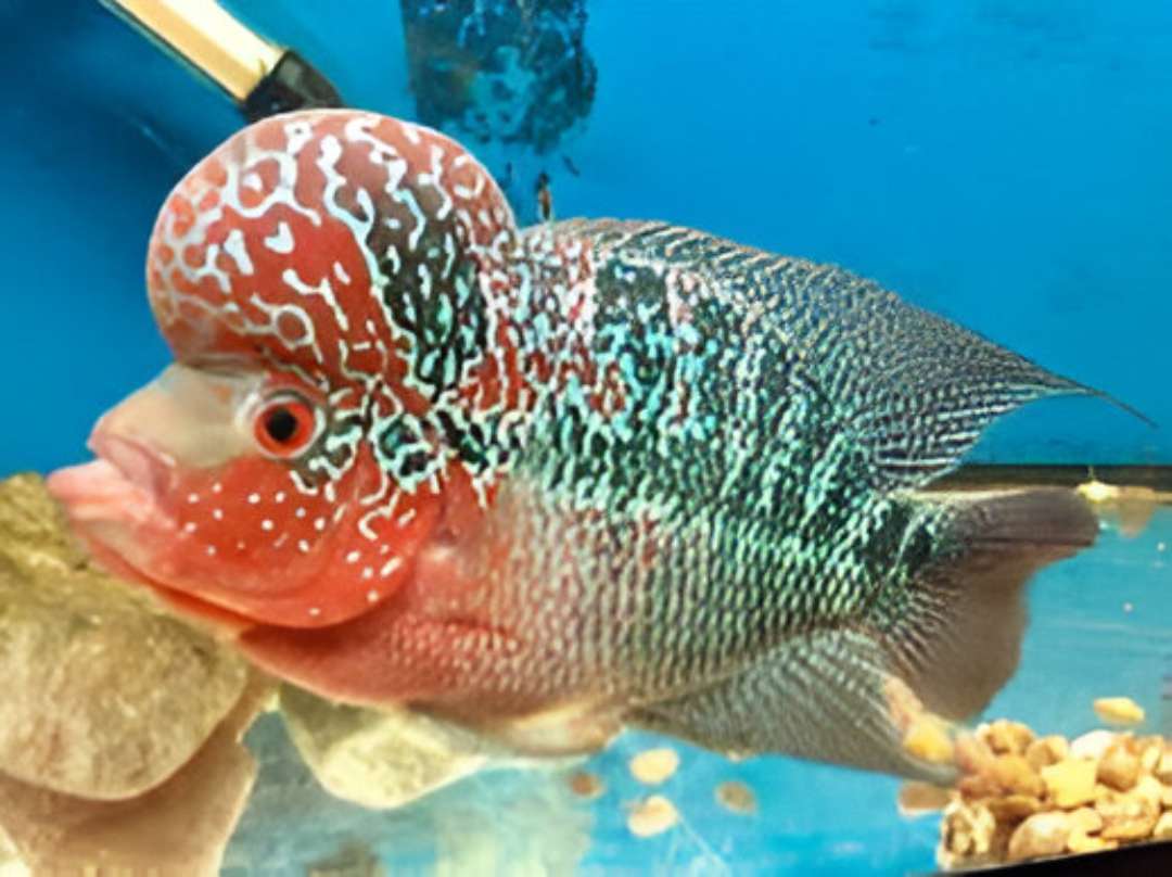Dragon Flowerhorn