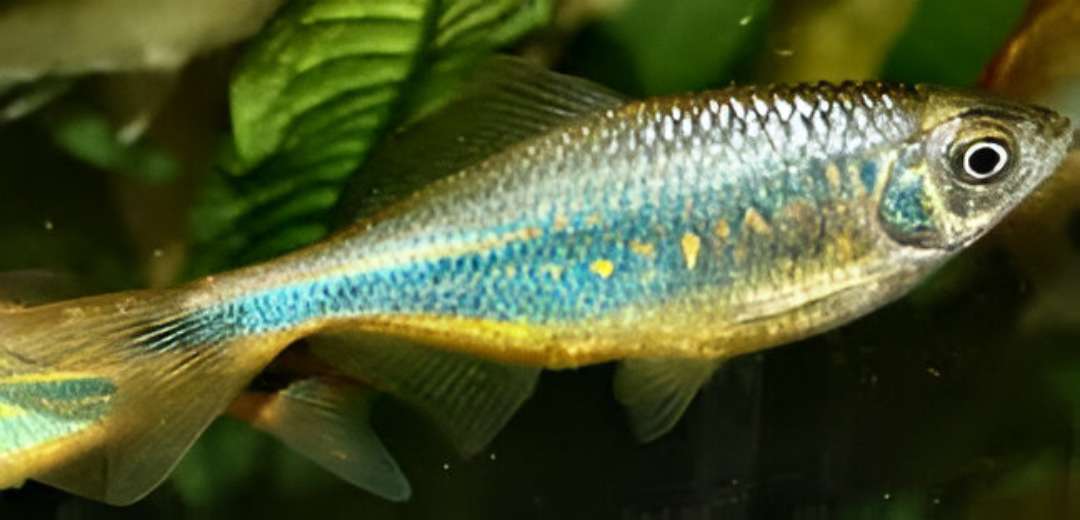 Putao Danio