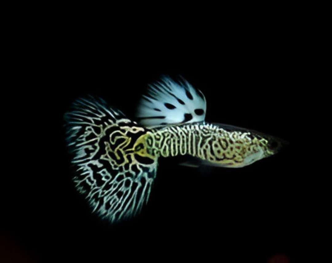 Cobra Guppy