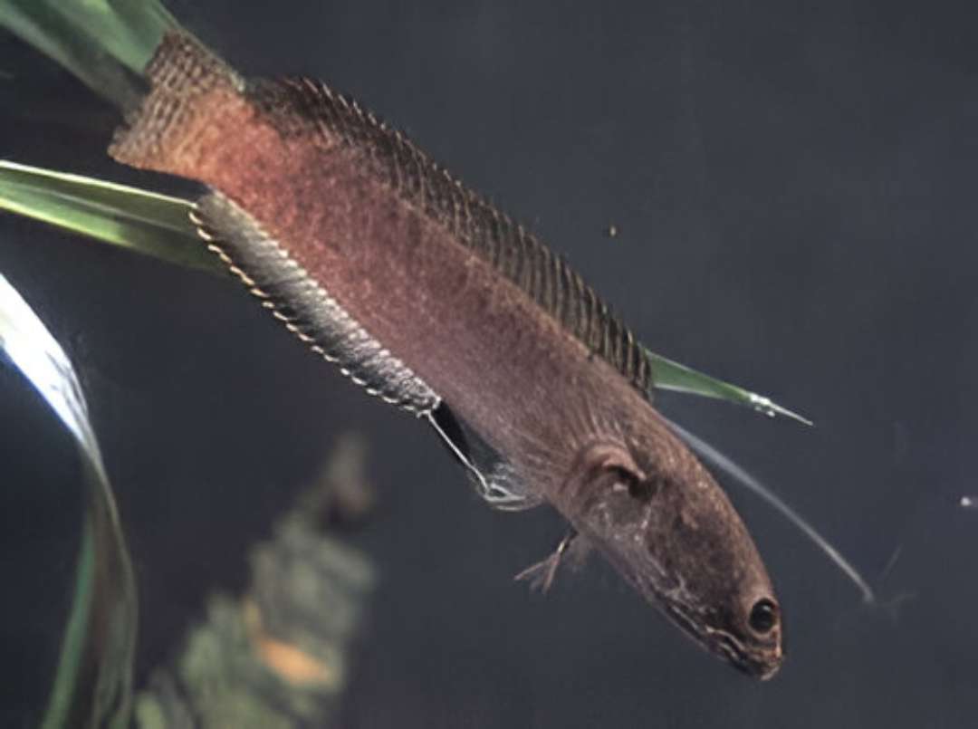 Brown Snakehead