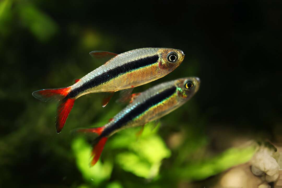 Characin Tetra