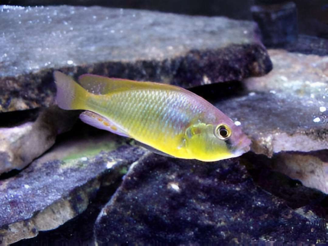 Burton's cichlid