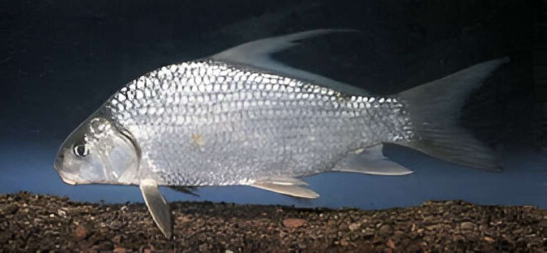 Highfin Carpsucker