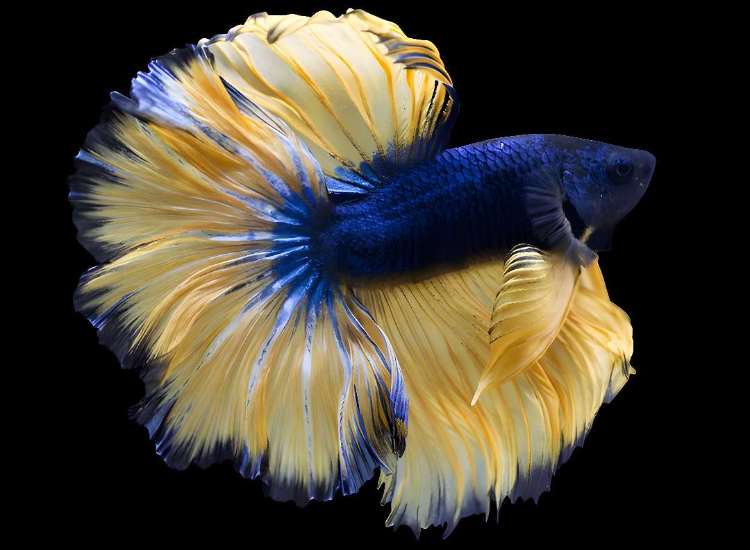 Mustaed Gas Betta