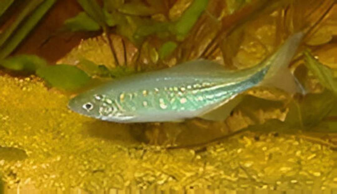 Sind Danio