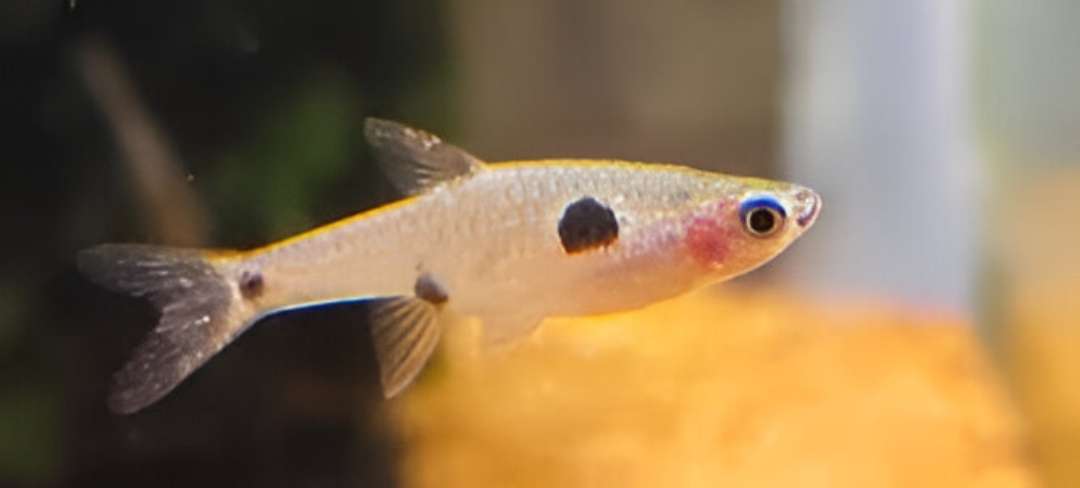 Pygmy Rasbora