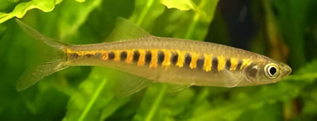 Lake Inle Danio