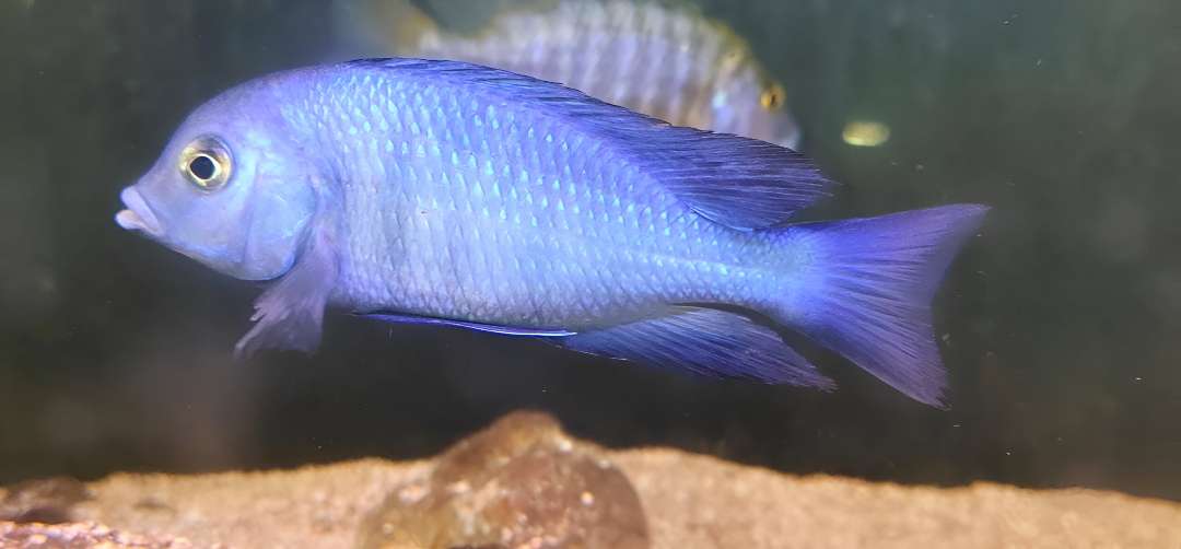 Dolphin Cichlid