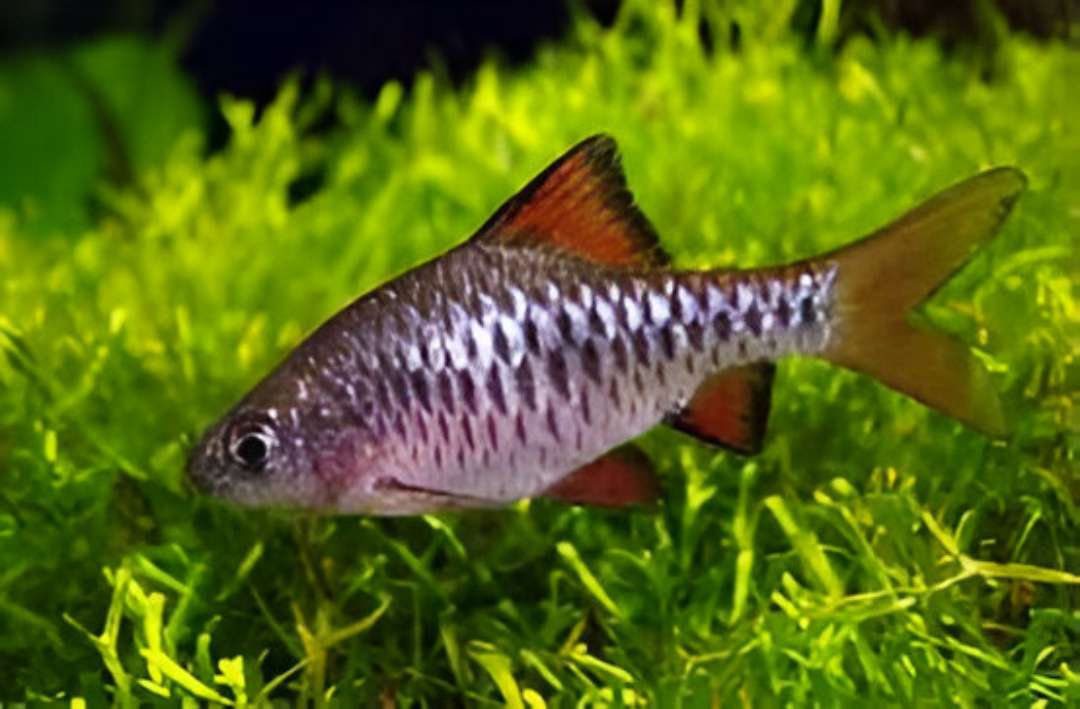 Checkerboard Barb