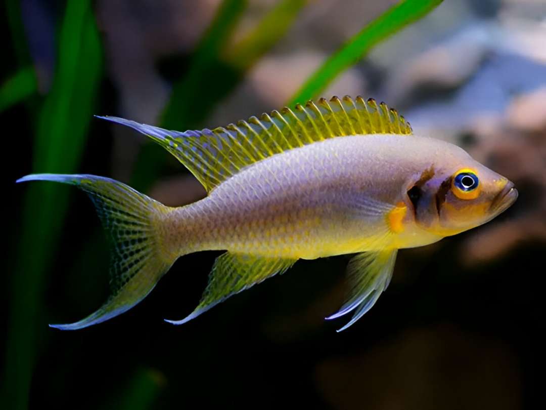 Sunset Cichlid