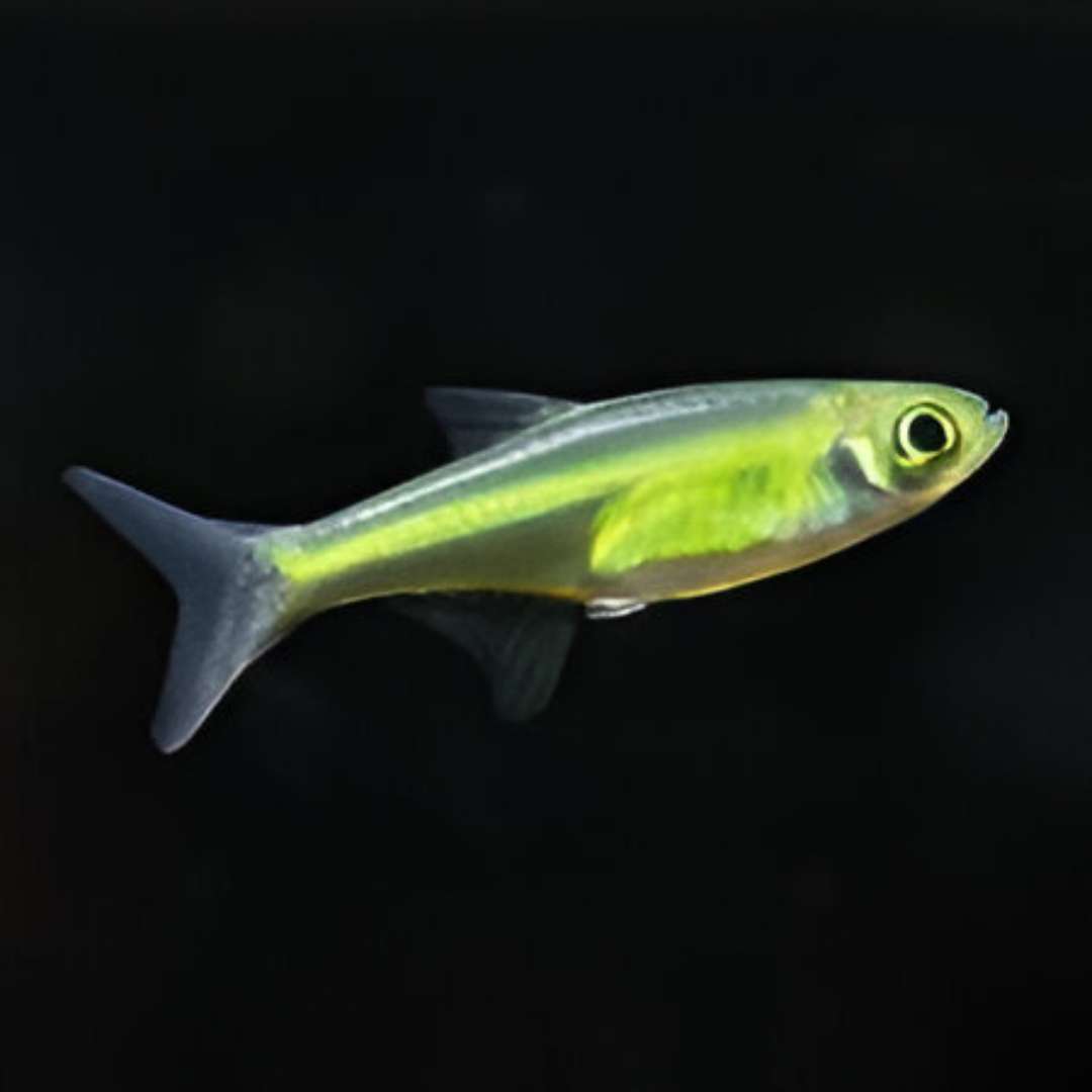 Neon Green Rasbora