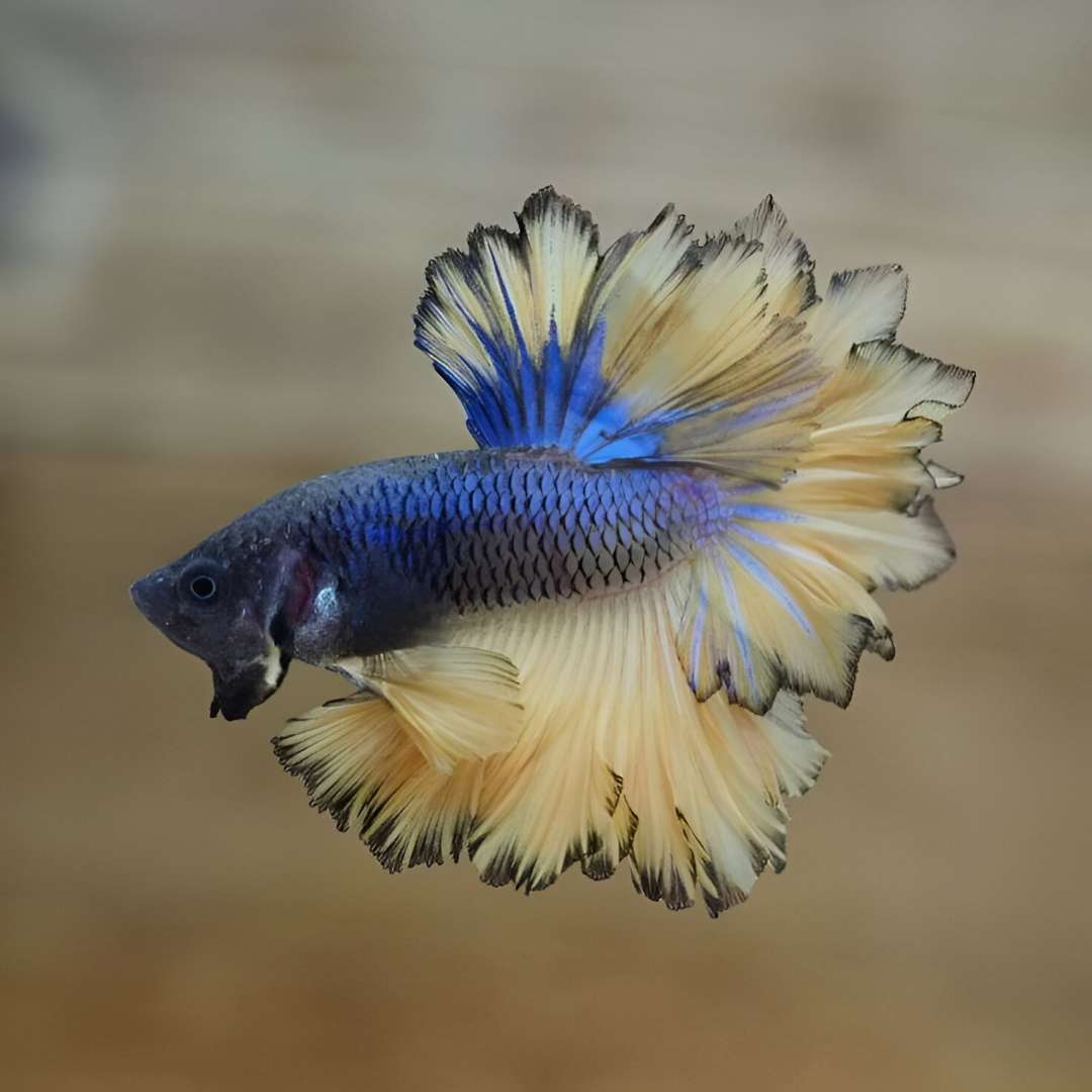 Feather Tail Betta