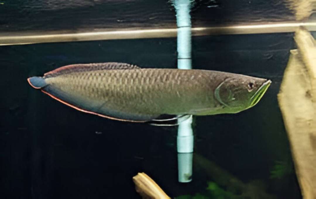 Black Diamond Arowana