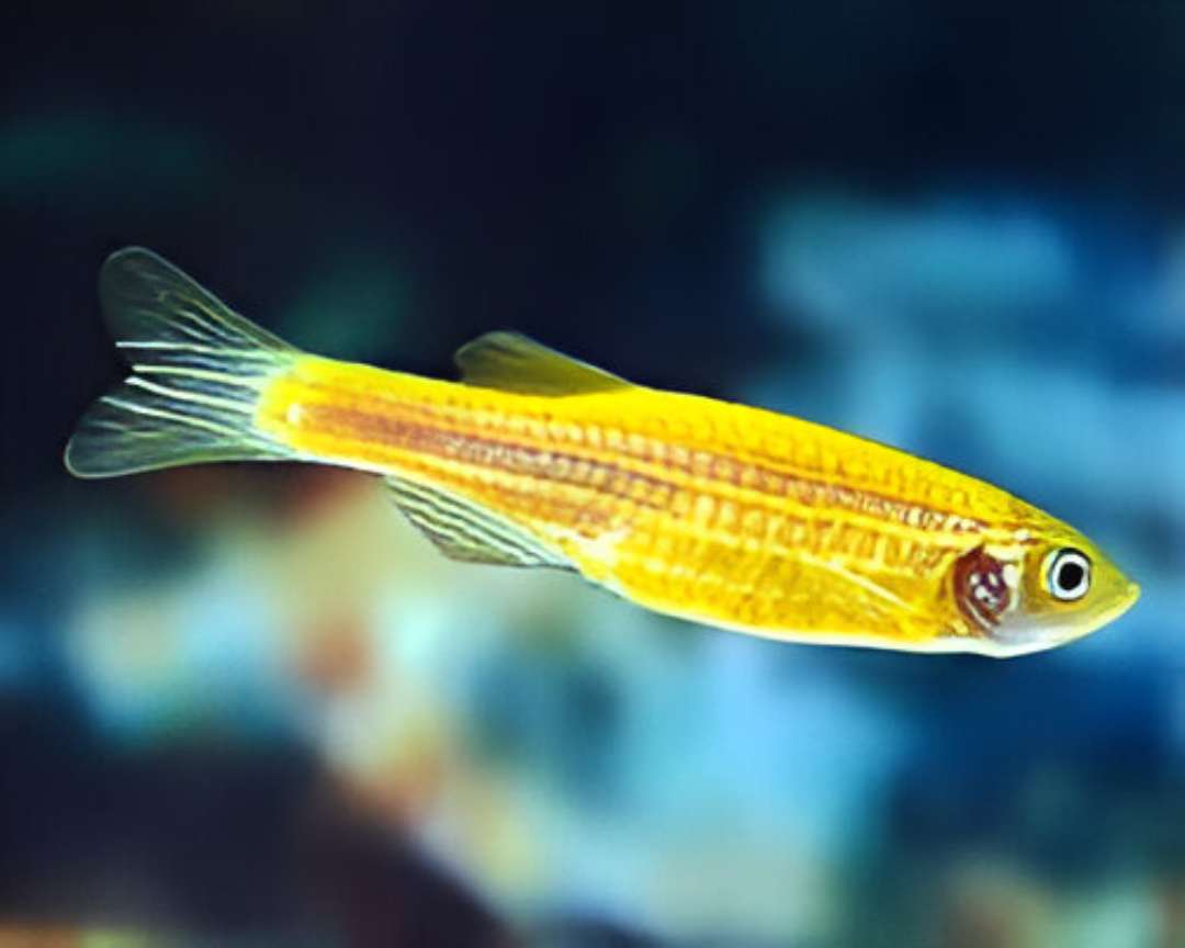 Yellow Danio