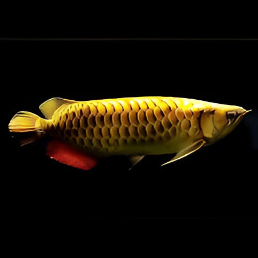 Crossback Golden Arowana