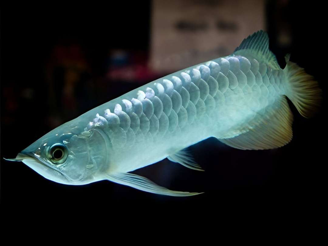 Albino Arowana