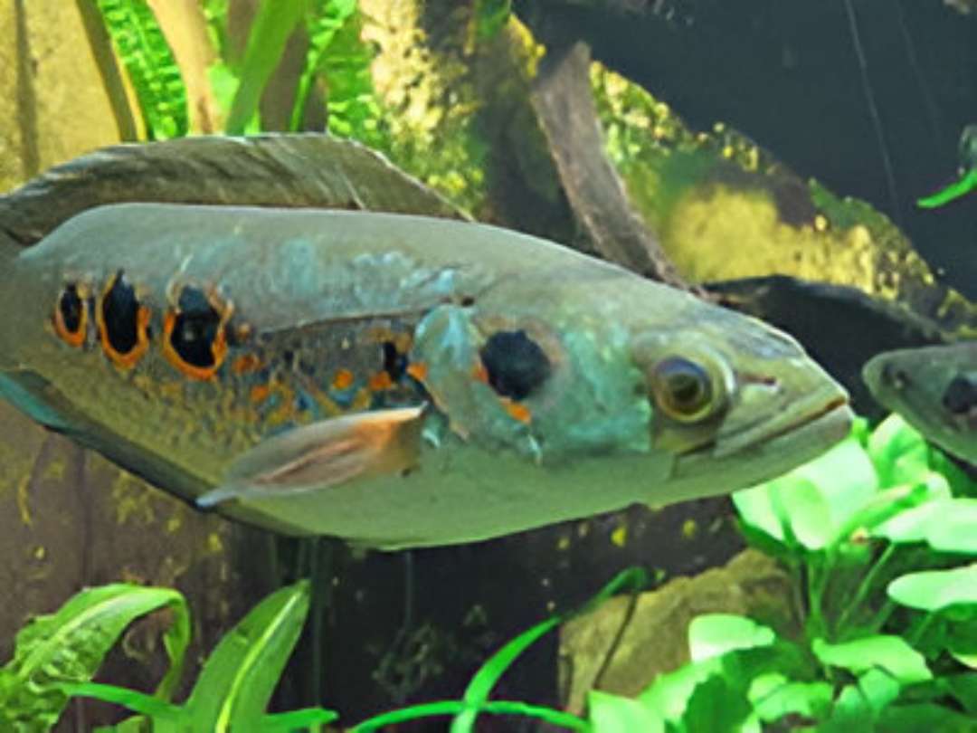 Orange Spotted Snakehead