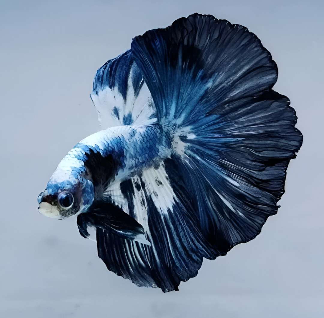 Halfmoon Betta