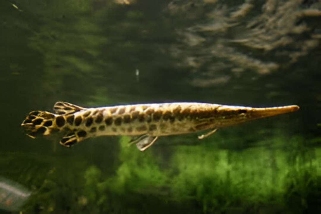 Lepisosteus Gar