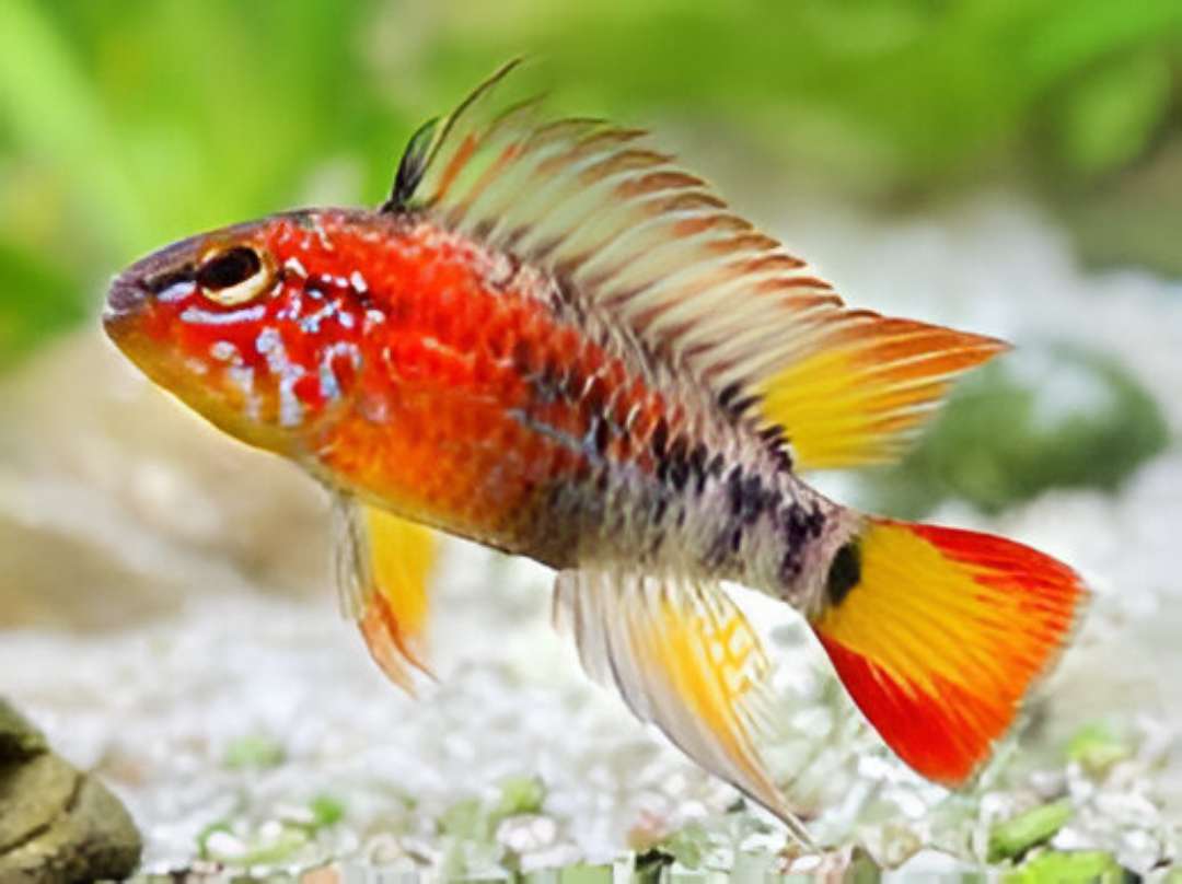 Red Tail Cichlid