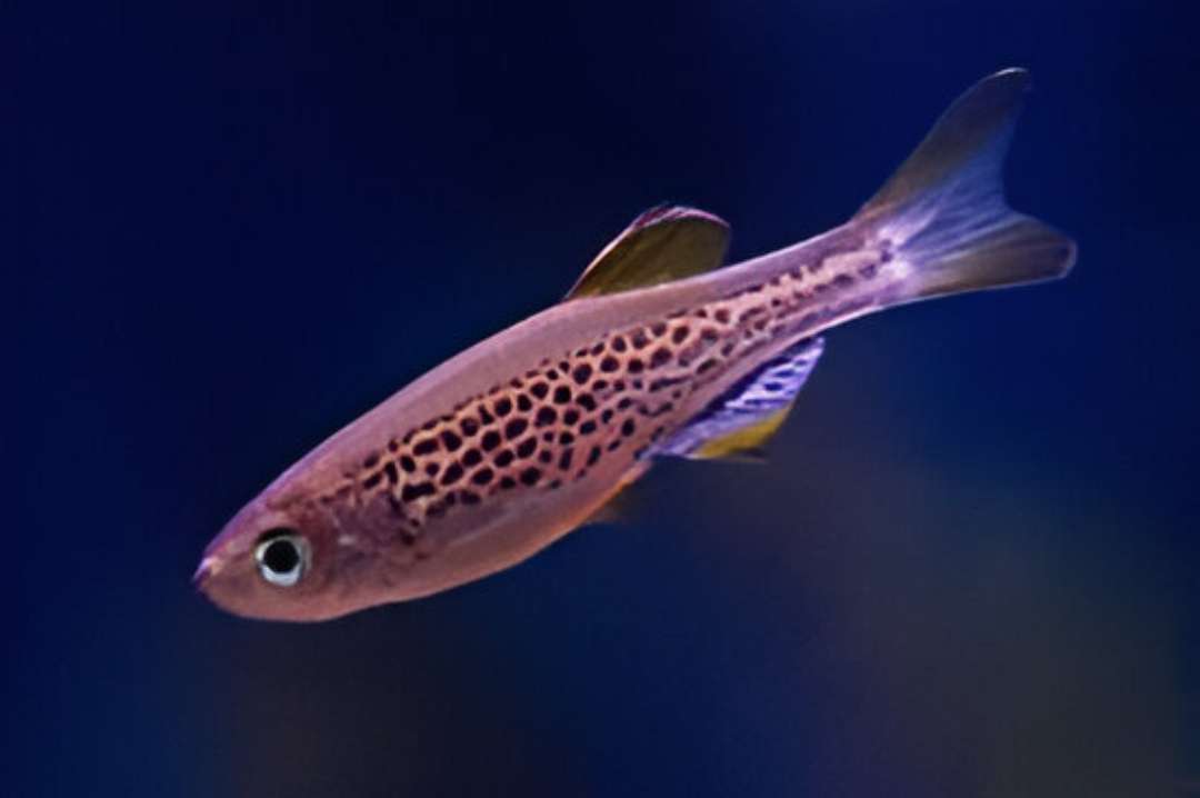 Cheetah Danio