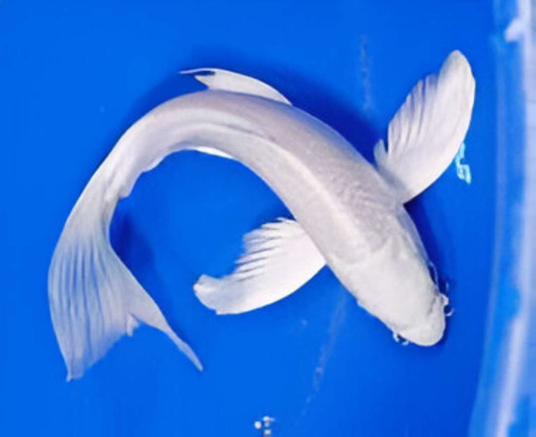 Ogon Koi Fish