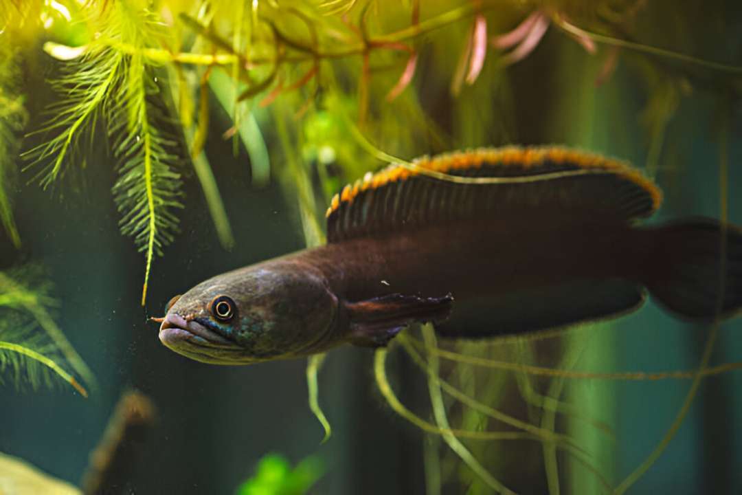 Lao Channa Snakehead