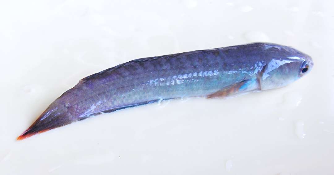 Sri Lankan Channa Snakehead