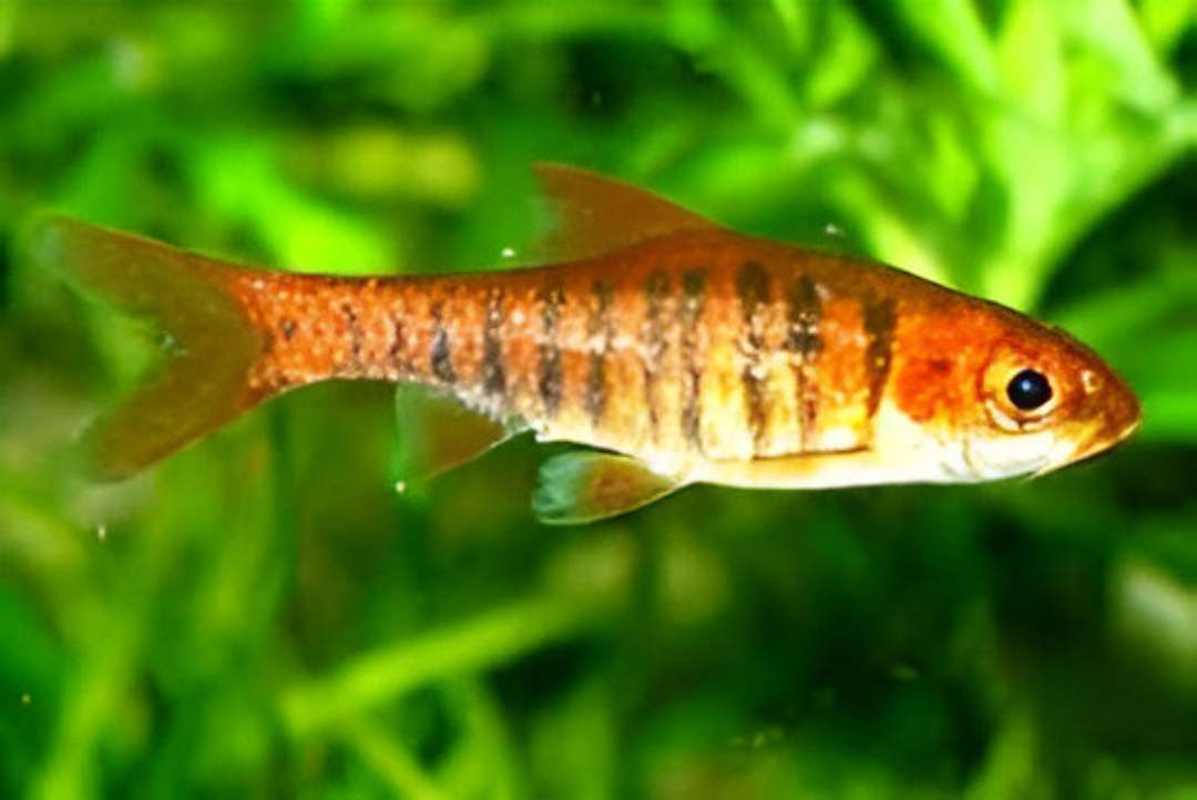 Blue-Barred Barb