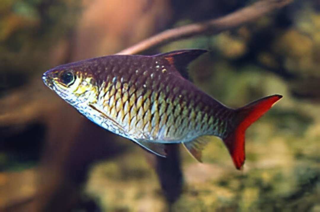African Blackfin Barb