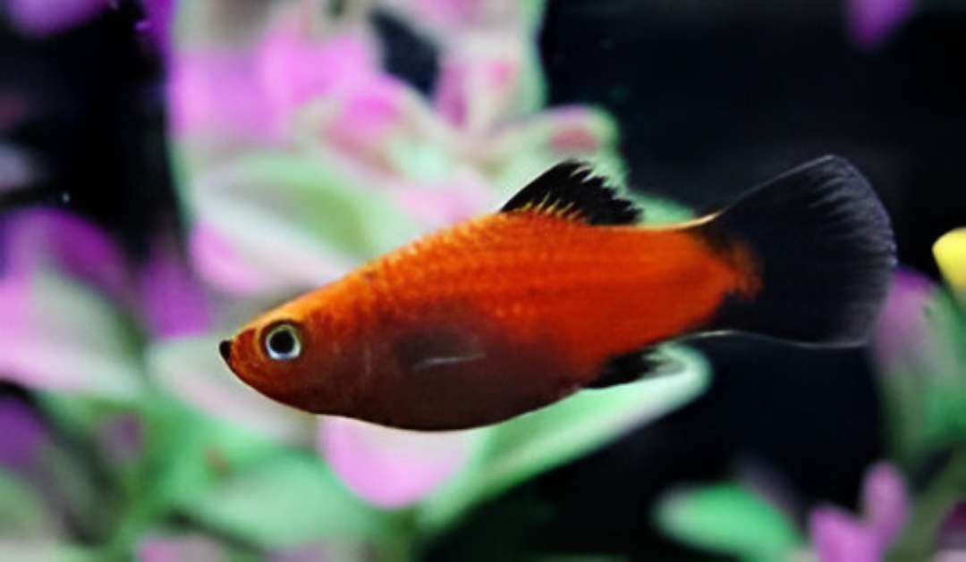 Red Platy