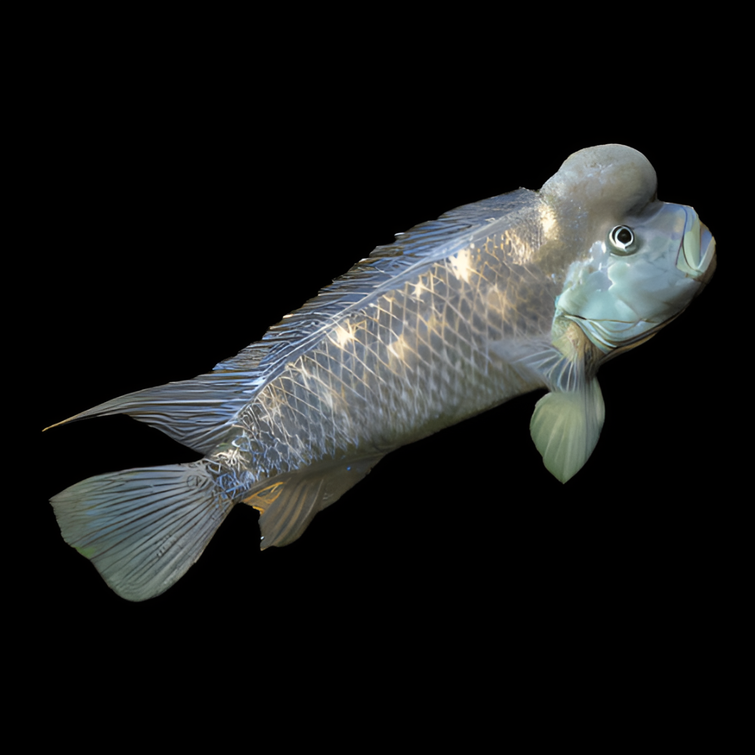 African Blockhead Cichlid