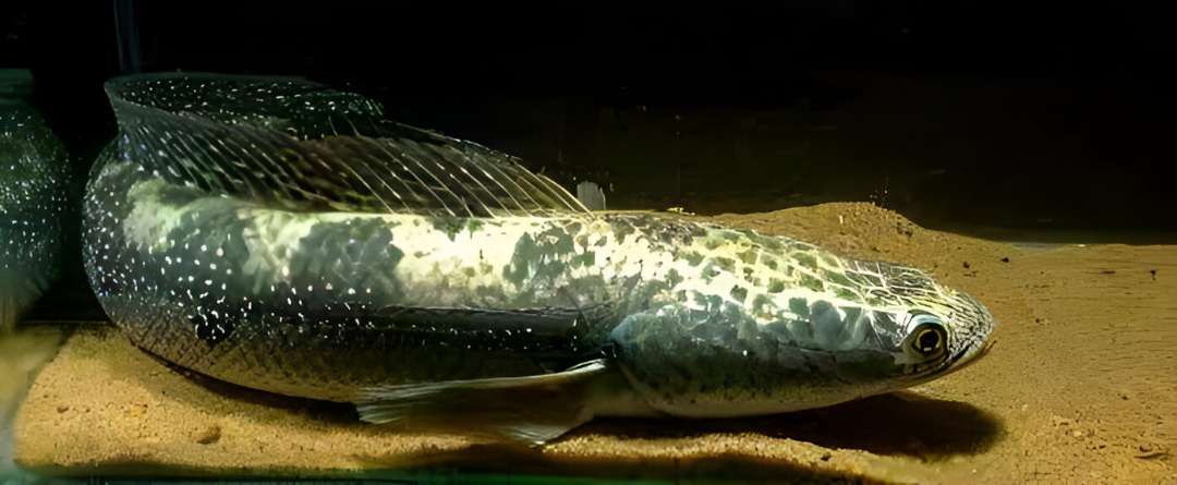 Great/Bullseye Channa Snakehead