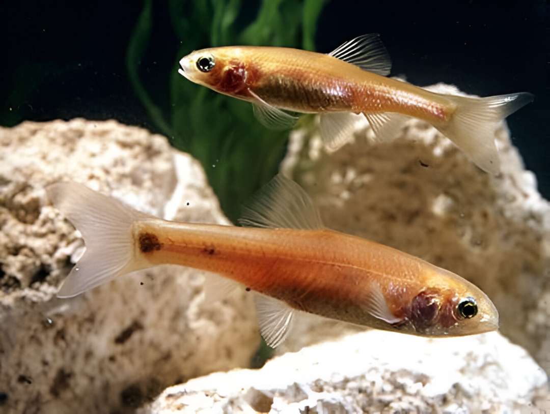 Rosy Red Minnow