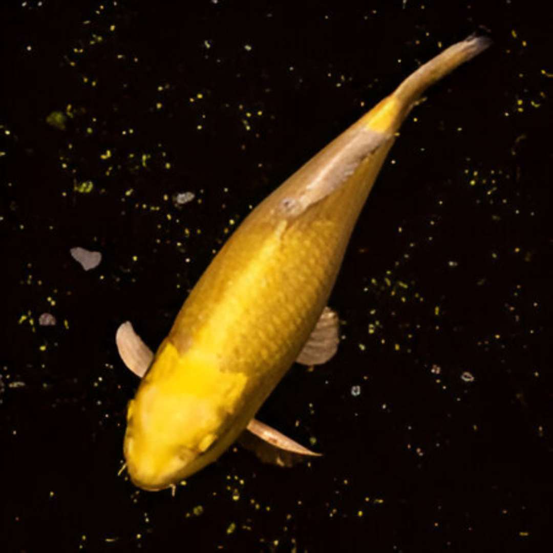 Chagoi Koi fish