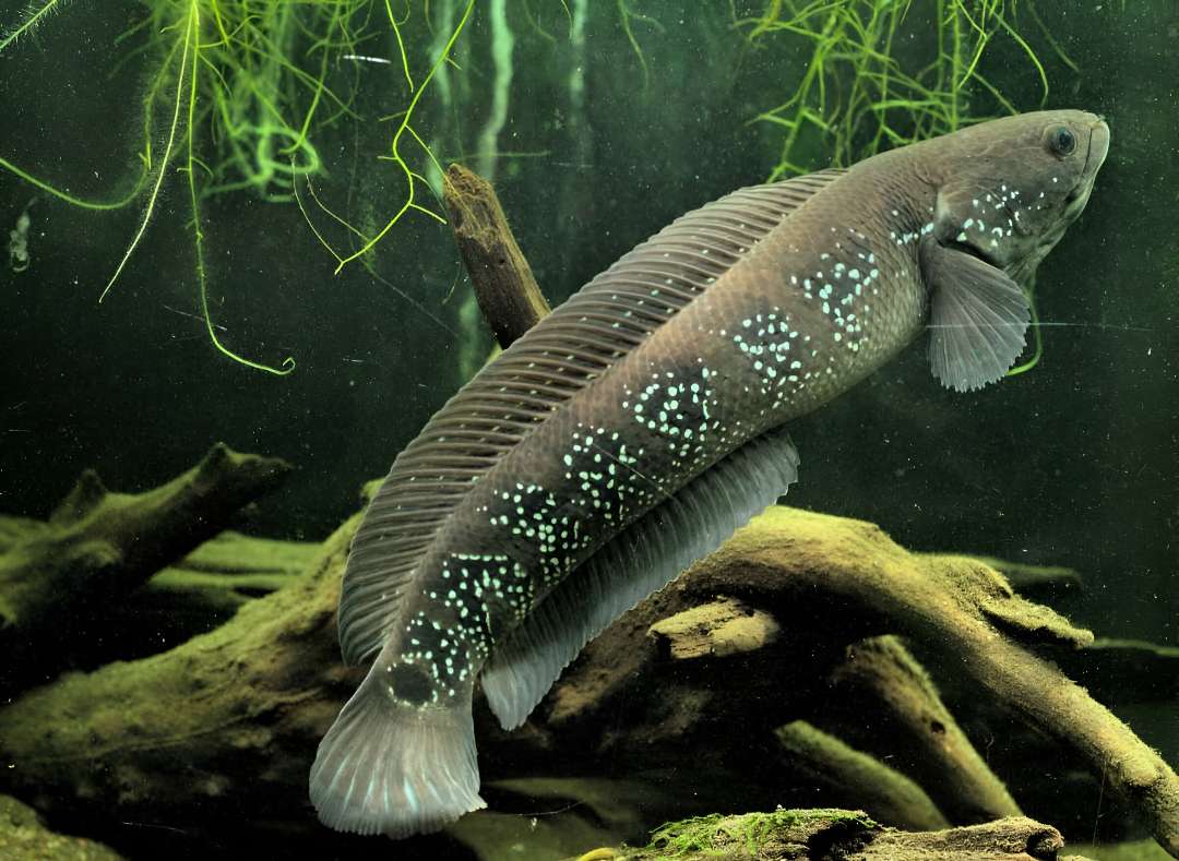 Asian/Asiatic Channa Snakehead