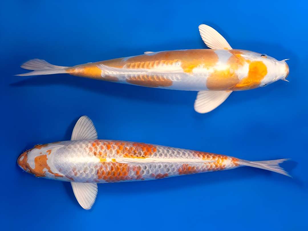 Hariwake Koi Fish