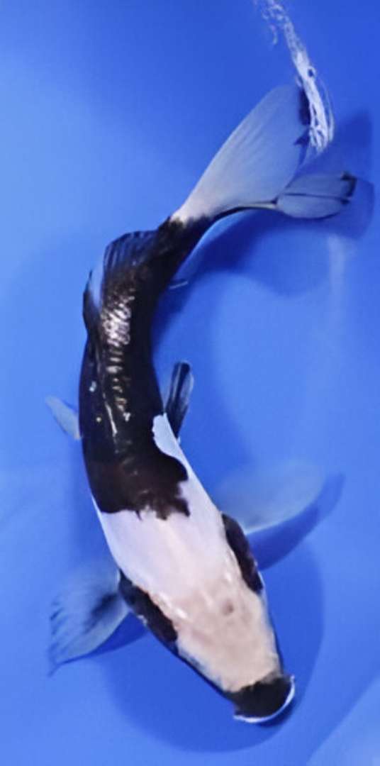 Kumonryu Koi Fish