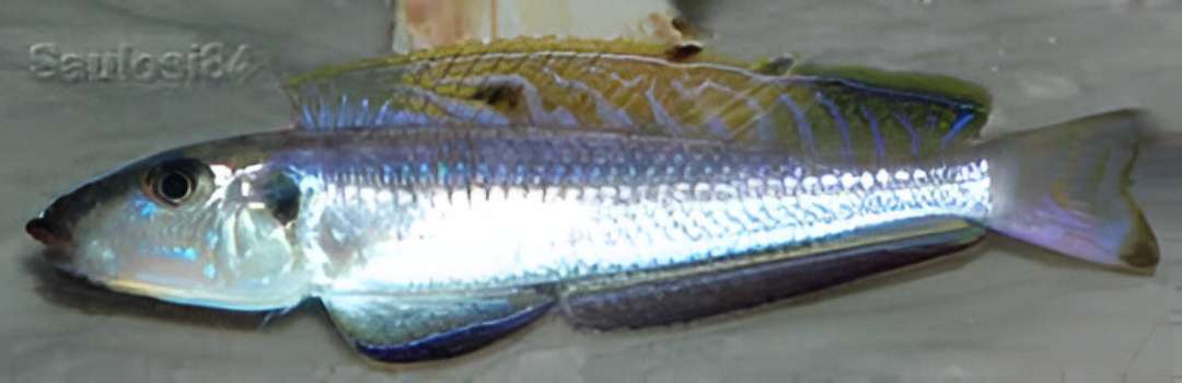 Black Chinned Xenotilapia