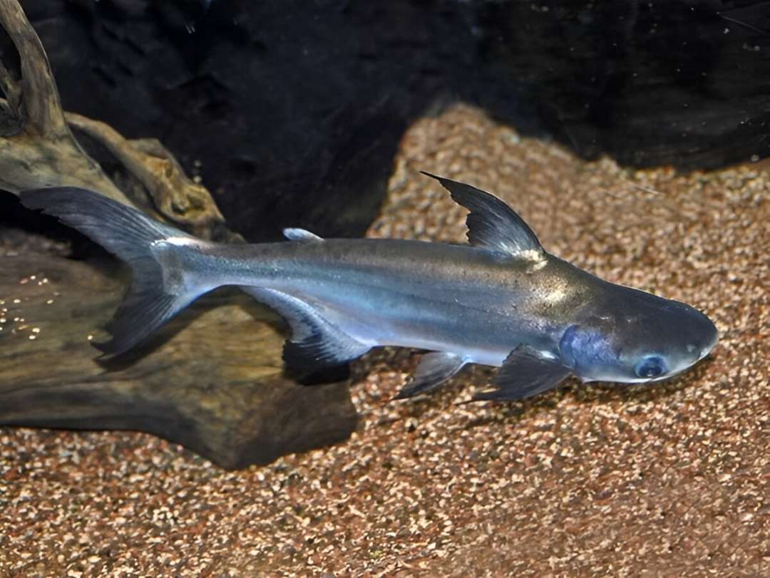 Paroon Shark / Tiger Shark