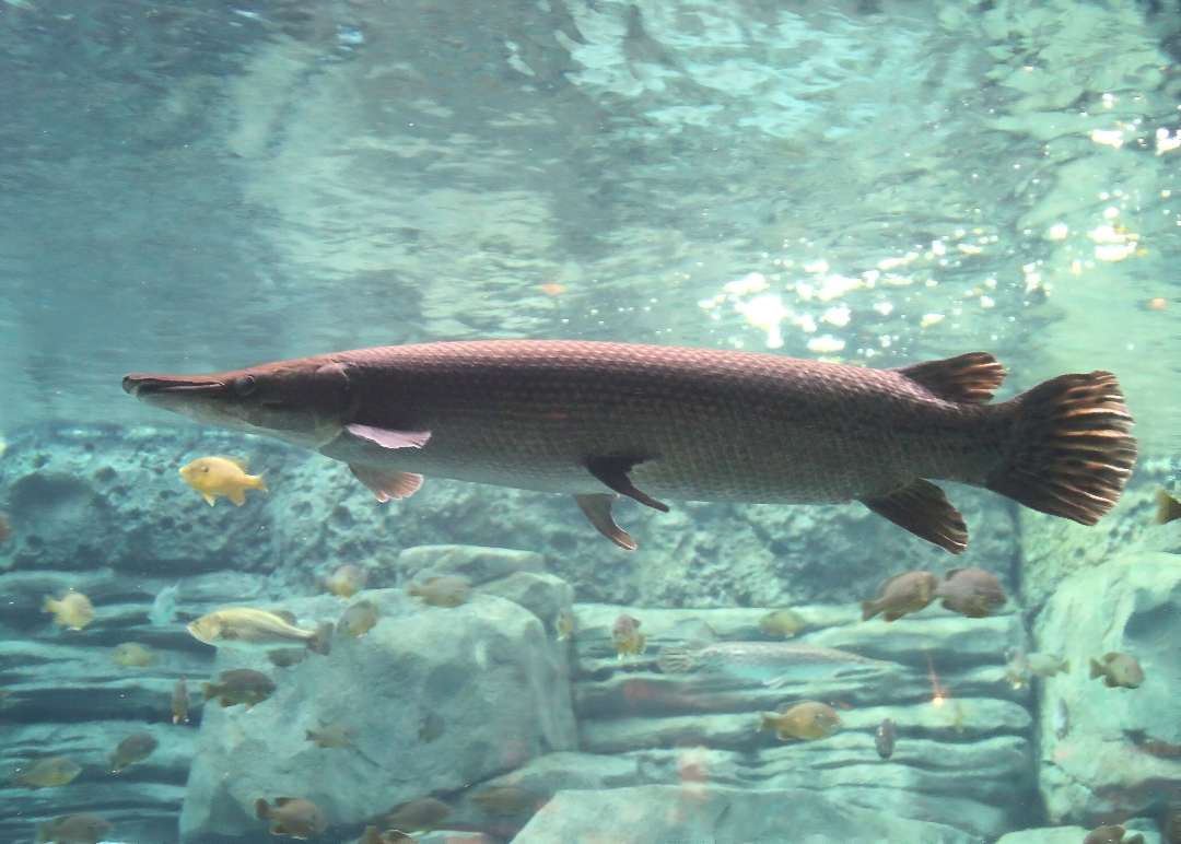 Texas Gar