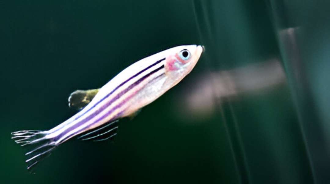Rocket Danio