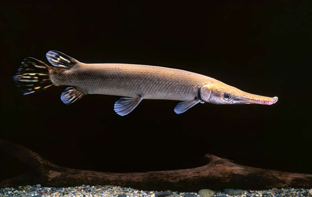 Cuban Gar